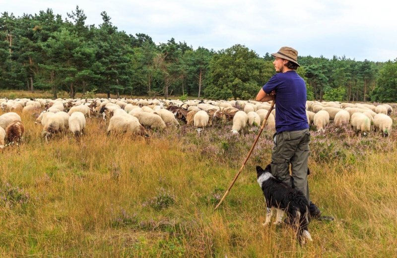 Brunssummer Heathland and Moorland